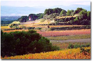 Wine Tours Vineyards